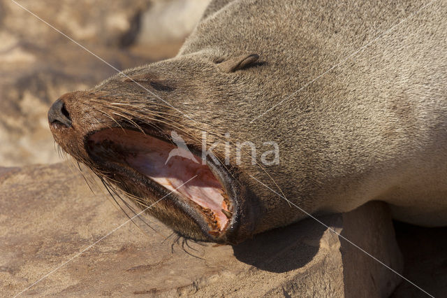 Cape Fur Seal