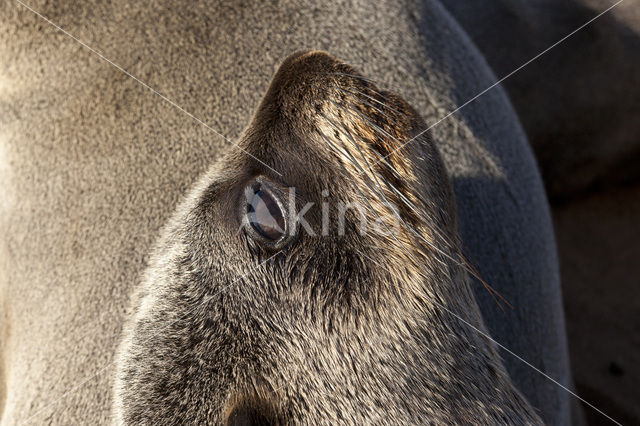 Cape Fur Seal