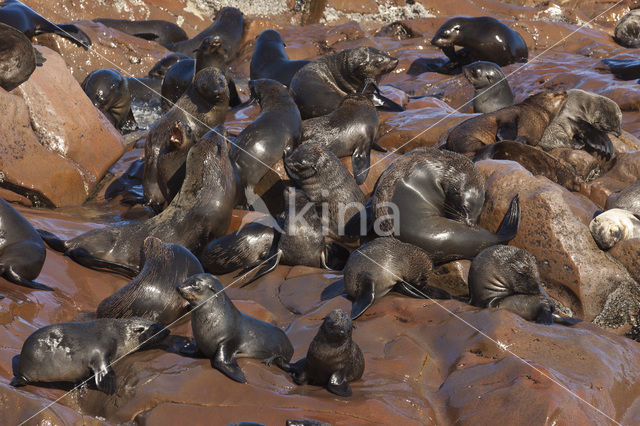 Cape Fur Seal