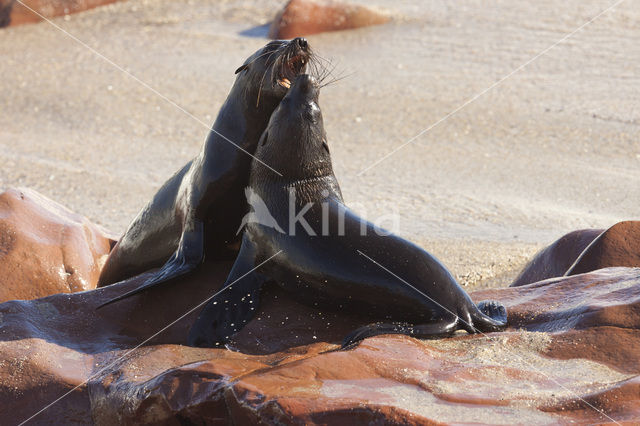 Cape Fur Seal