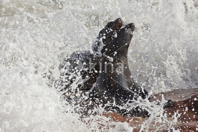 Cape Fur Seal