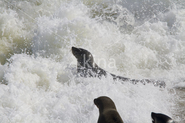 Cape Fur Seal