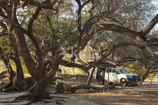 Kameeldoornboom (Acacia erioloba)