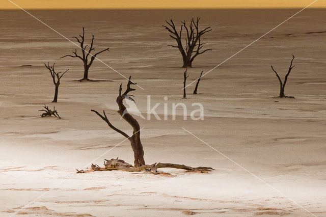 Camel Thorn tree (Acacia erioloba)