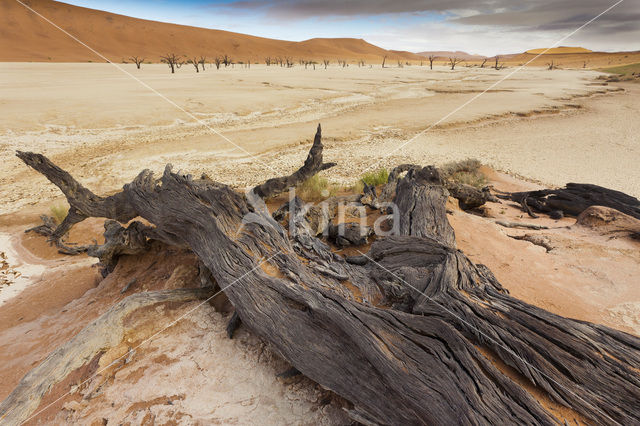 Camel Thorn tree (Acacia erioloba)