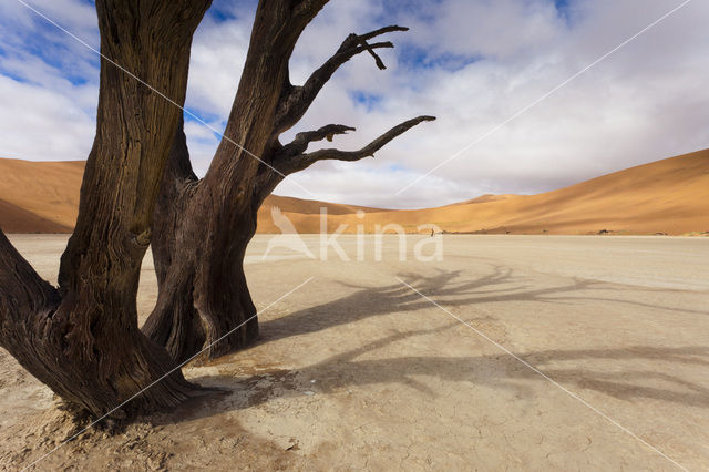 Camel Thorn tree (Acacia erioloba)