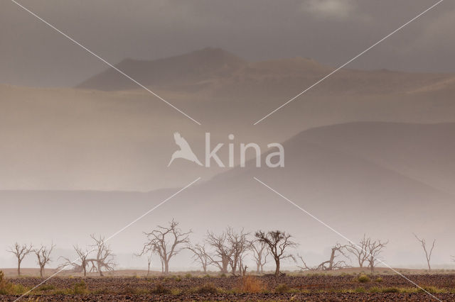 Kameeldoornboom (Acacia erioloba)