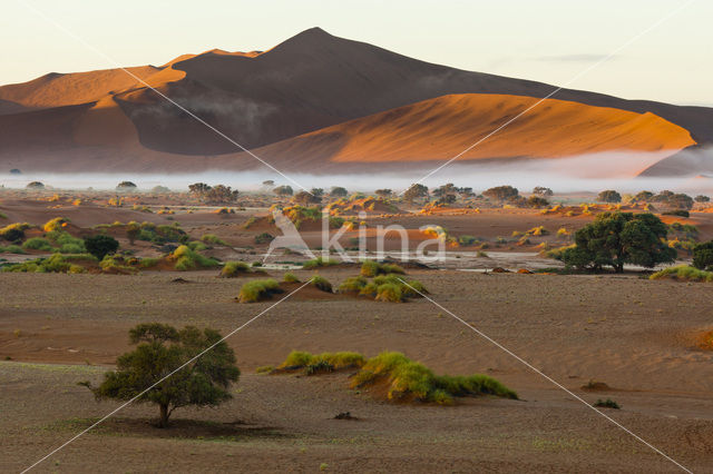 Camel Thorn tree (Acacia erioloba)