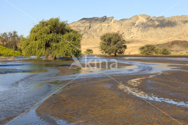 Kameeldoornboom (Acacia erioloba)