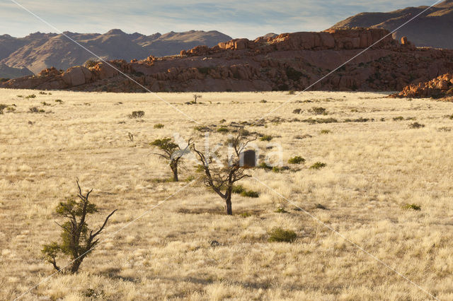 Camel Thorn tree (Acacia erioloba)