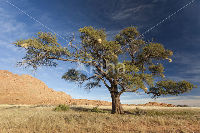 Kameeldoornboom (Acacia erioloba)