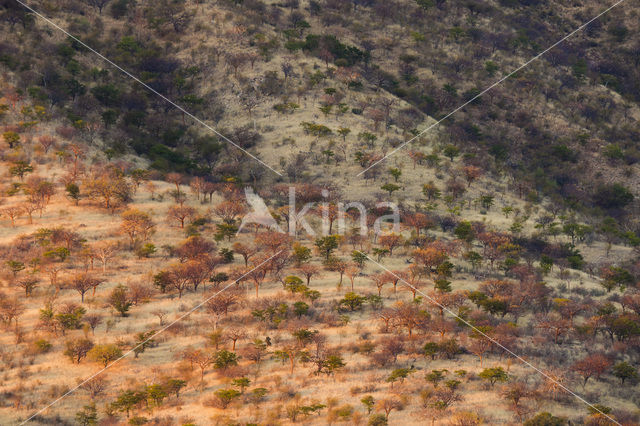 Camelthorn (Acacia erioloba)