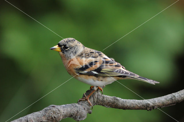 Brambling (Fringilla montifringilla)