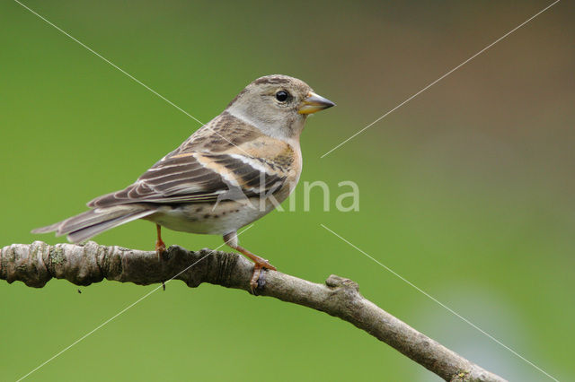 Brambling (Fringilla montifringilla)