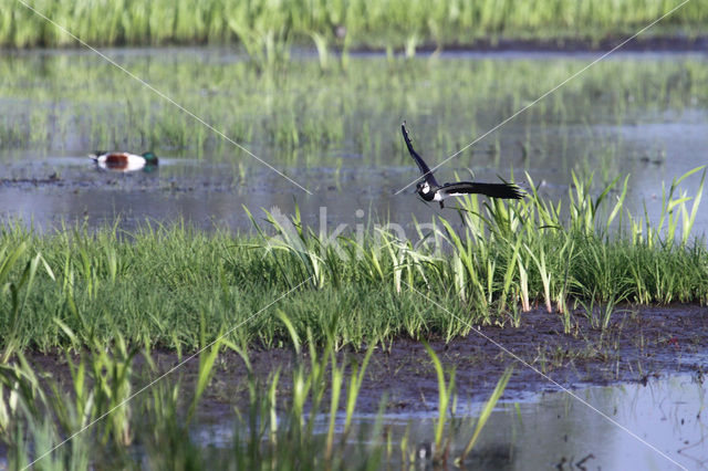 Kievit (Vanellus vanellus)