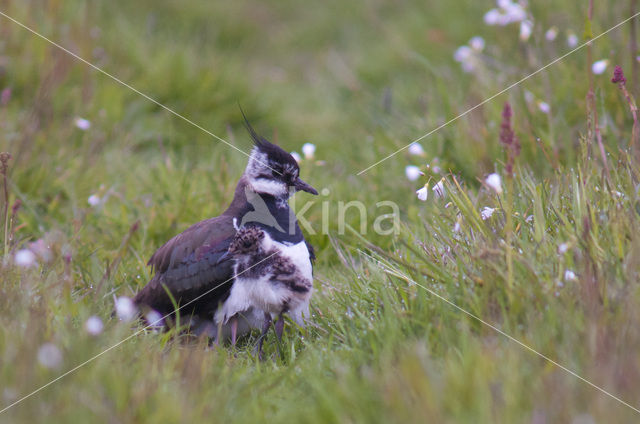 Kievit (Vanellus vanellus)