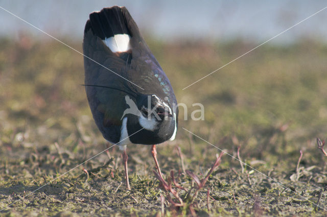 Lapwing (Vanellus vanellus)