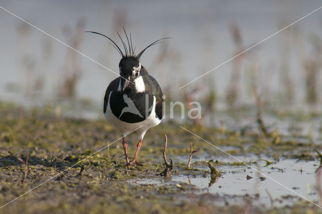 Lapwing (Vanellus vanellus)