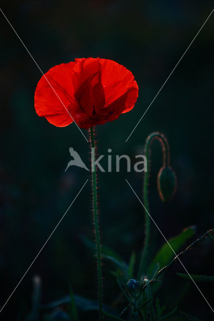 Klaproos (Papaver spec.)