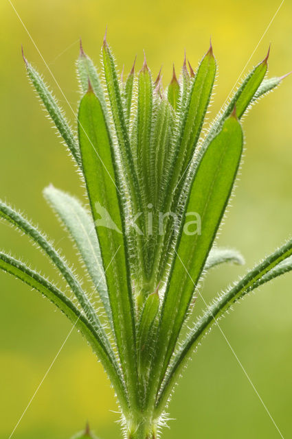 Cleavers (Galium aparine)