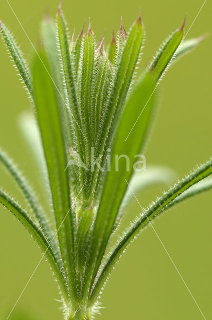 Cleavers (Galium aparine)