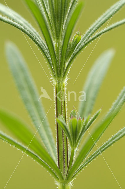 Cleavers (Galium aparine)