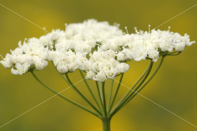 Burnet-saxifrage (Pimpinella saxifraga)