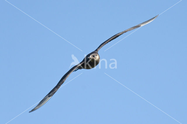 Parasitic Jaeger (Stercorarius parasiticus)