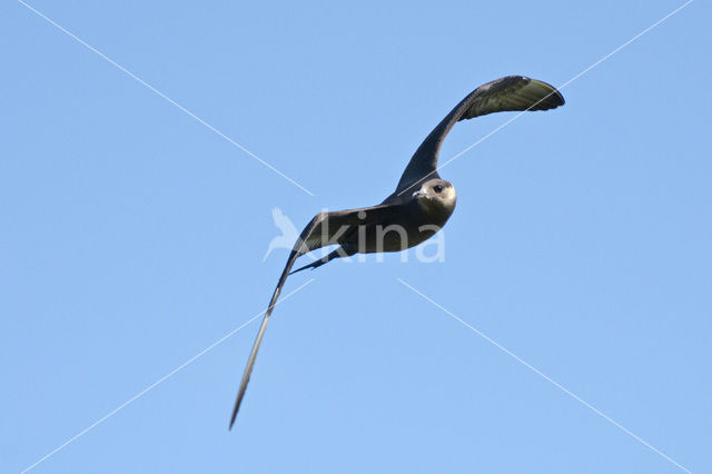 Parasitic Jaeger (Stercorarius parasiticus)