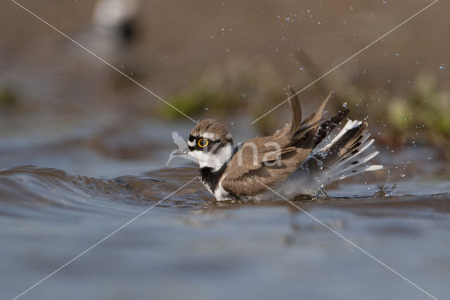 Little Ringed Plover (Charadrius dubius)