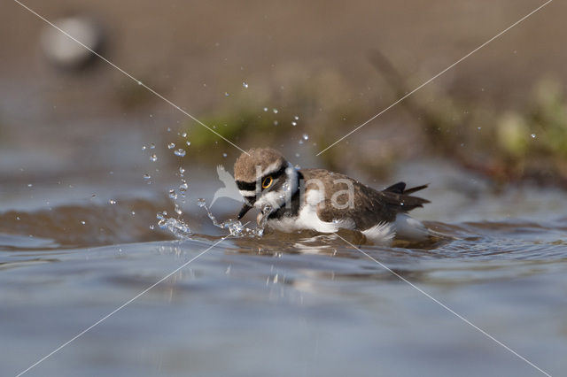 Kleine Plevier (Charadrius dubius)