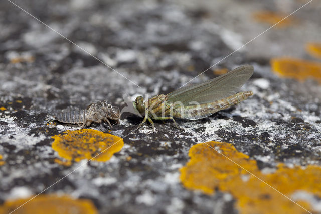 Green-eyed Hooktail (Onychogomphus forcipatus)