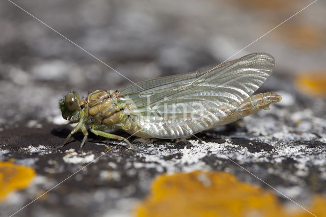 Kleine tanglibel (Onychogomphus forcipatus)