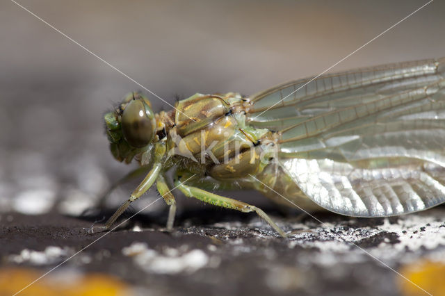 Kleine tanglibel (Onychogomphus forcipatus)