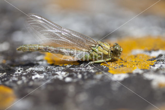 Kleine tanglibel (Onychogomphus forcipatus)