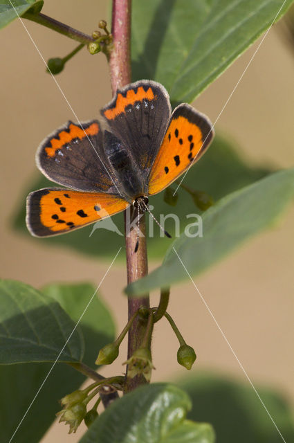 Kleine vuurvlinder (Lycaena phlaeas)