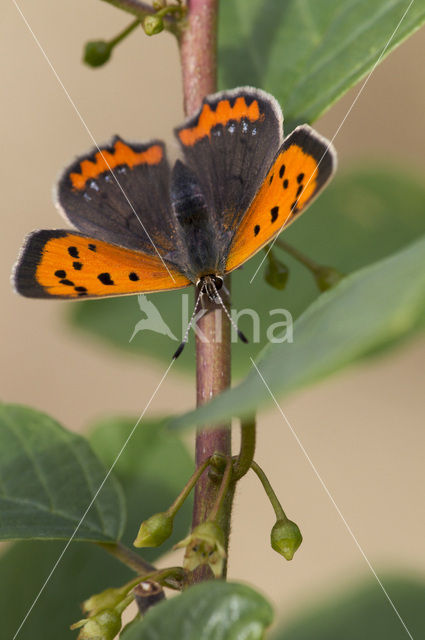 Kleine vuurvlinder (Lycaena phlaeas)