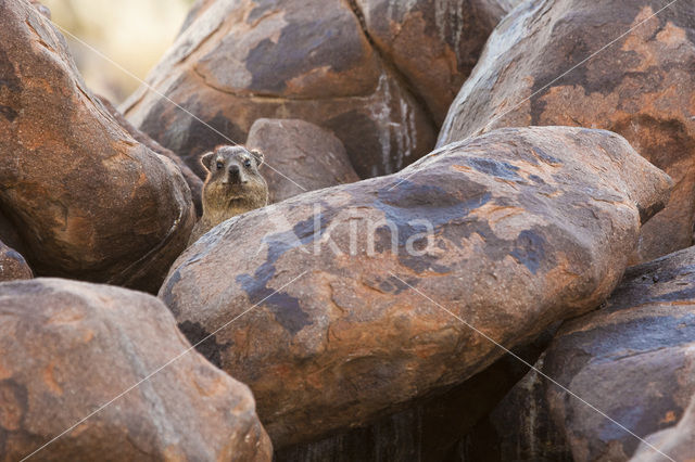 hyrax (Procavia spec.)