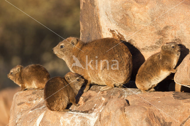 hyrax (Procavia spec.)