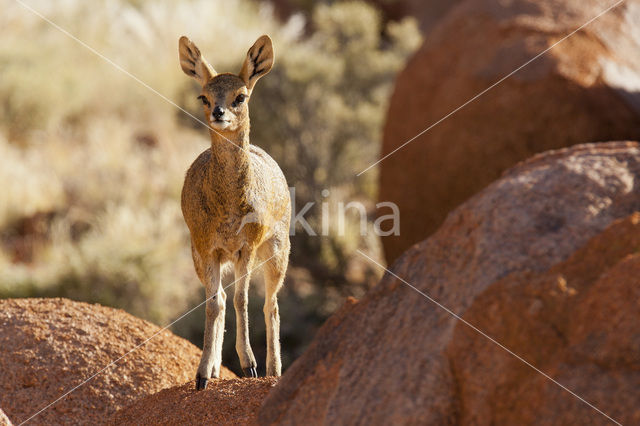 Klipspringer (Oreotragus oreotragus)