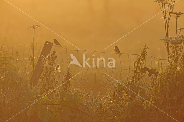 Eurasian Linnet (Carduelis cannabina)