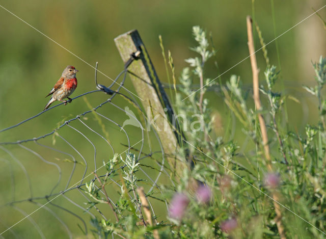 Kneu (Carduelis cannabina)