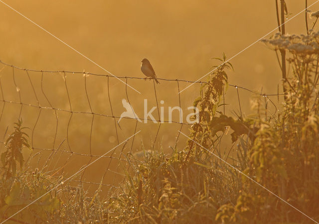 Kneu (Carduelis cannabina)