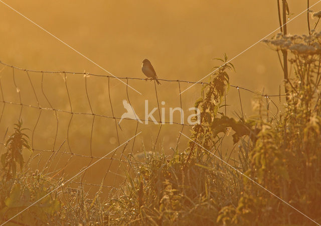 Kneu (Carduelis cannabina)