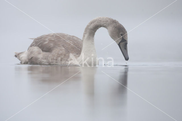 Mute Swan (Cygnus olor)