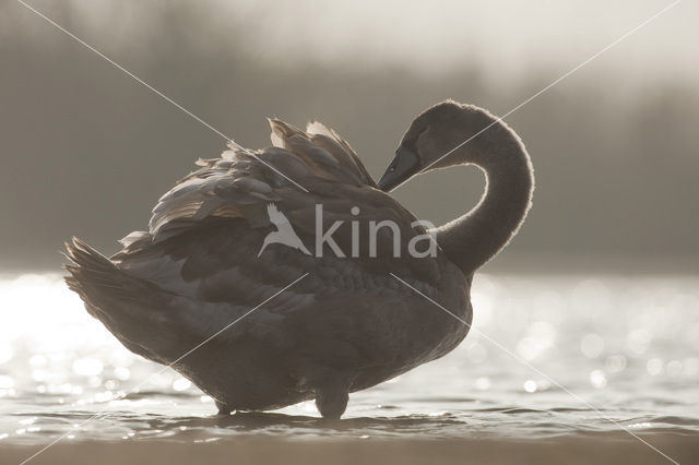 Knobbelzwaan (Cygnus olor)