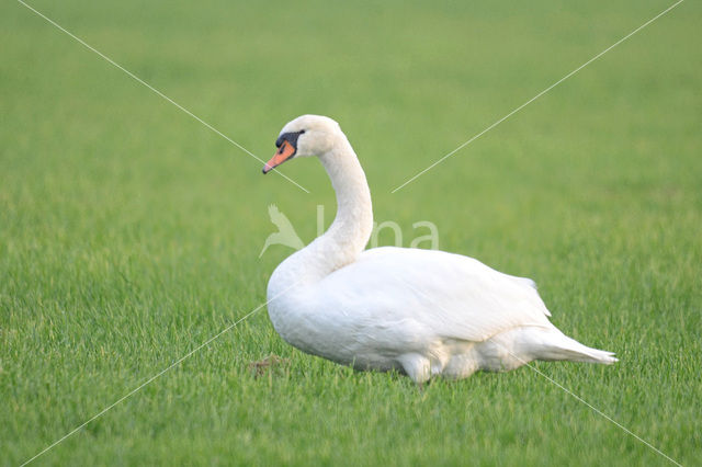 Knobbelzwaan (Cygnus olor)