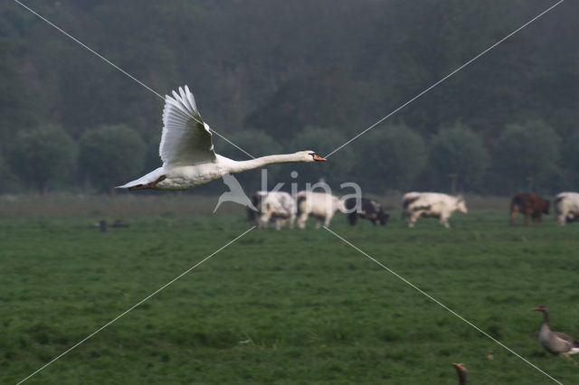 Knobbelzwaan (Cygnus olor)