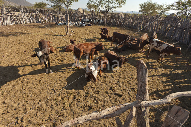 Cow (Bos domesticus)