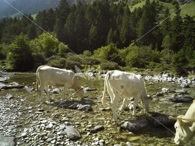 Koe (Bos domesticus)